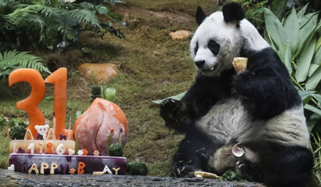 Gấu trúc đực có tuổi đời lớn nhất thế giới đã qua đời ở tuổi 35 