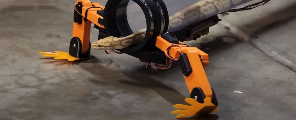 Thiết bị mới giúp loài rắn "tiến hoá ngược", có thể đi lại bằng chân như thằn lằn 