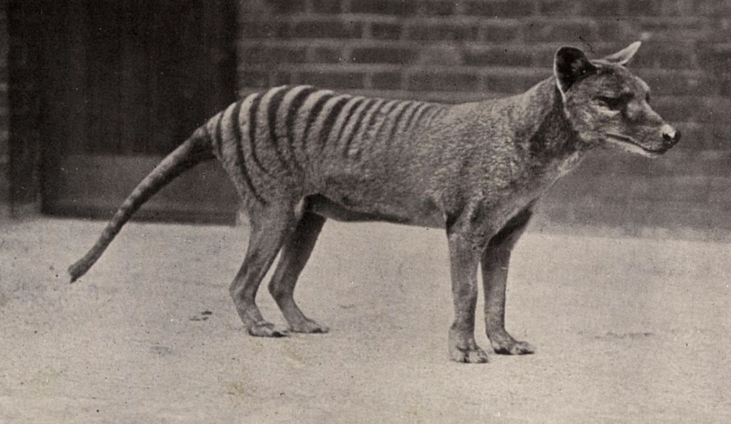 Hổ Tasmania sẽ được "hồi sinh" sau khi bị tuyệt chủng gần 1 thập kỷ