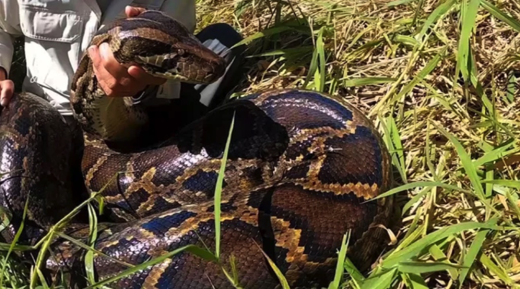 Nghiên cứu mới cho thấy rắn hổ mang nước có thể nuốt trọn trăn Miến Điện