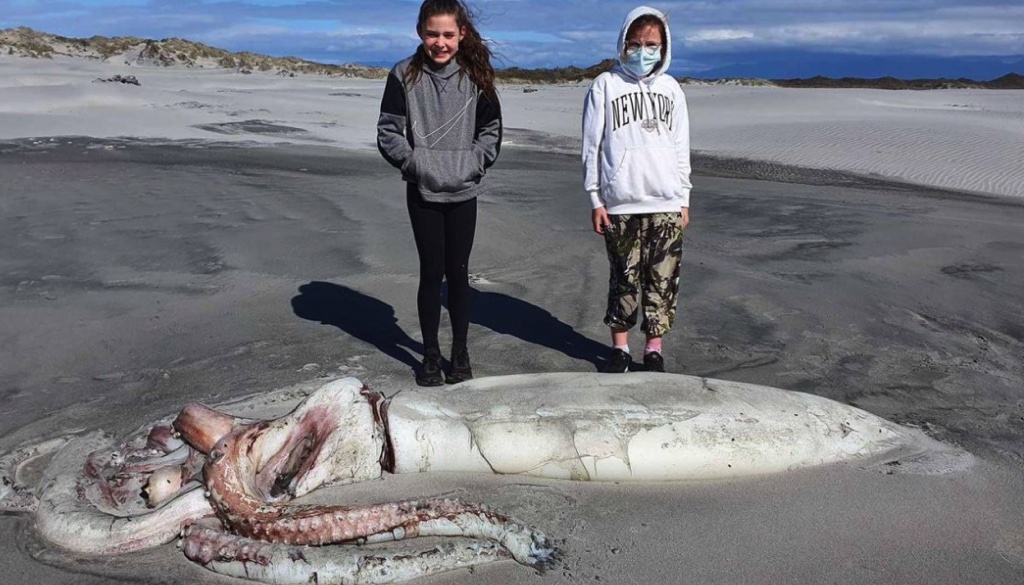 Cận cảnh mực khổng lồ dài 4 mét, trôi dạt vào bờ biển New Zealand 