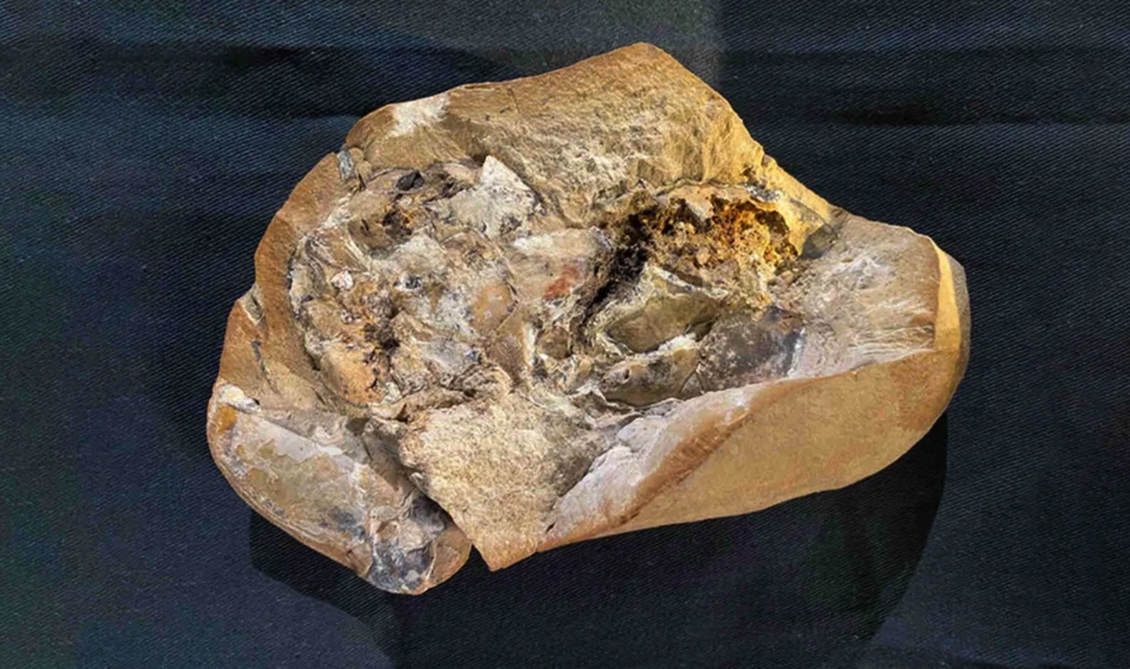 Trái tim "thuỷ quái" được bảo quản nguyên vẹn sau 380 năm đã được tìm thấy