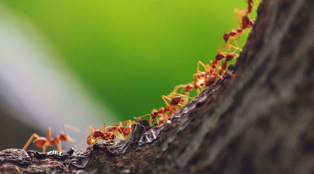 Có bao nhiêu con kiến đang sinh sống trên Trái Đất? Đây là câu trả lời dành cho bạn