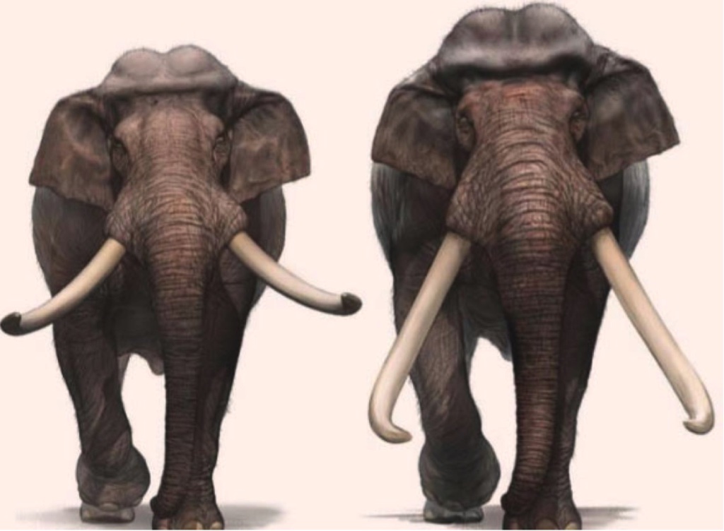 Ngà của một loài voi khổng lồ 500.000 năm tuổi được tìm thấy tại miền nam Israel