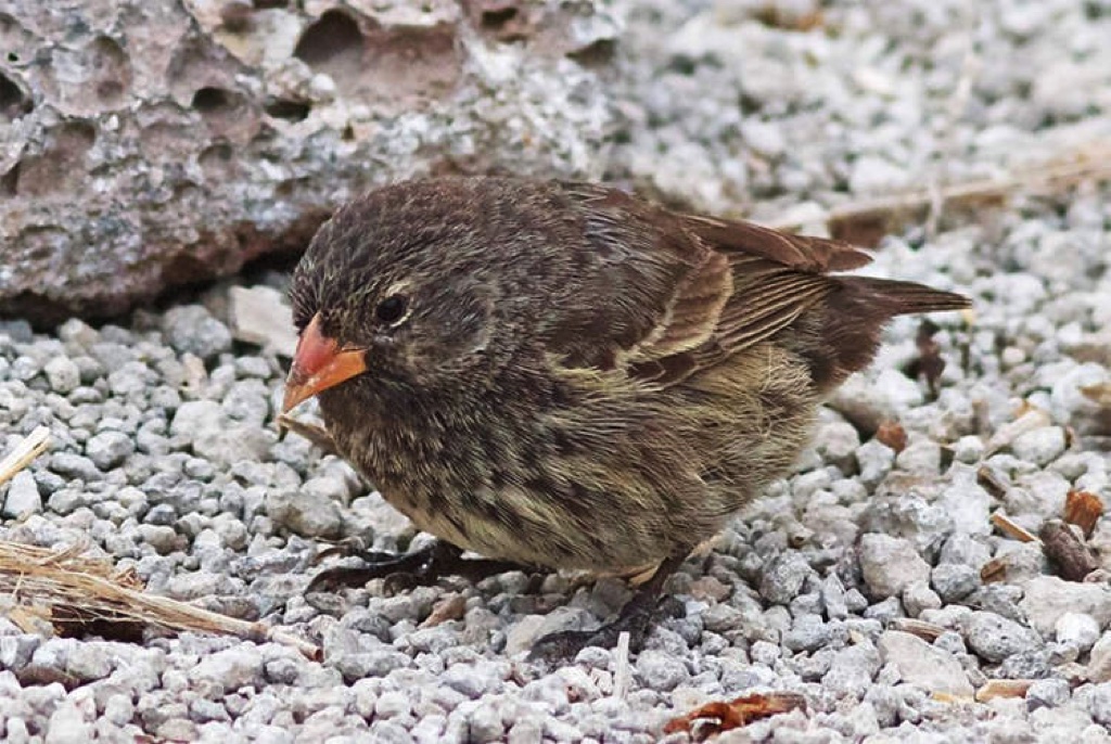 Bí mật về chim sẻ ma cà rồng, loài chim "khát máu" trên đảo Galapagos