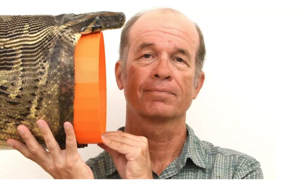 Nghiên cứu mới cho thấy, loài trăn có thể nuốt chửng những con mồi lớn gấp 6 lần chúng