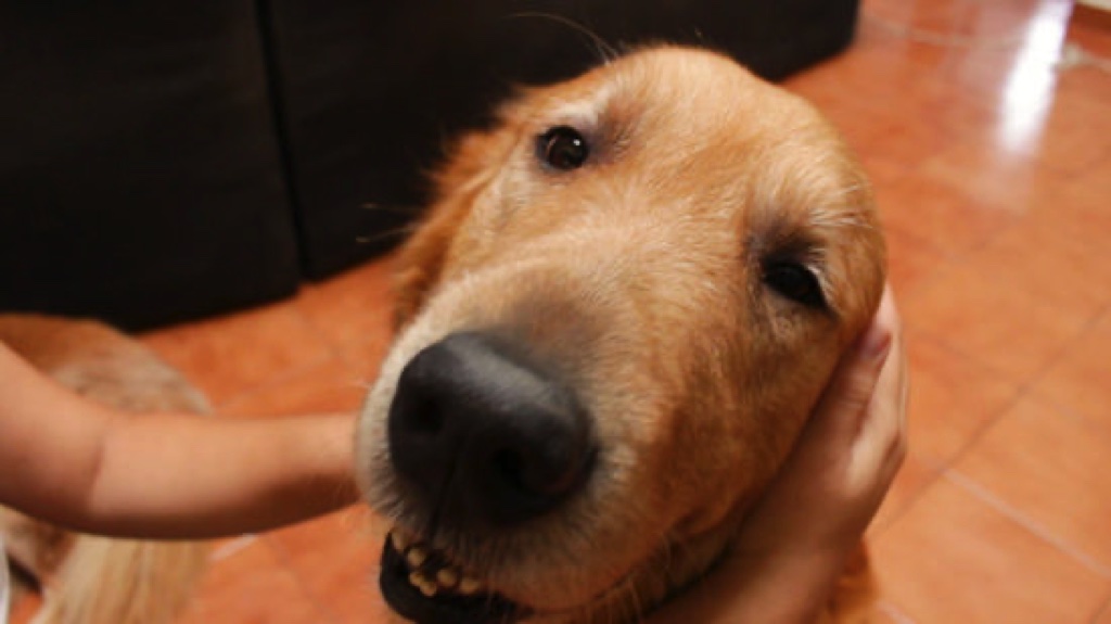 Hành động vuốt ve, âu yếm loài chó có tác dụng giải toả căng thẳng và chữa bệnh trầm cảm