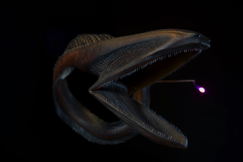 Loài cá "dị dạng" có thể nuốt con mồi lớn hơn mình nhờ chiếc "miệng siêu to khổng lồ"