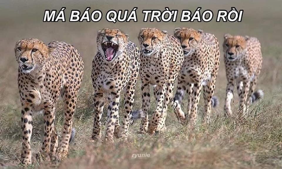 Báo thủ là gì và vì sao mà nó được sử dụng nhiều bởi cộng đồng TikTok đến như thế?