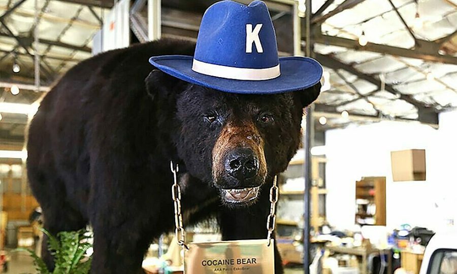 Chú gấu ăn 35 kg Cocaine sẽ được dựng thành phim kinh dị vào năm 2023