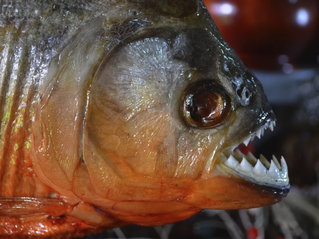 Liệu Cá Piranha có lao vào cắn người giống như trong phim Wednesday ?