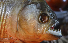 Liệu Cá Piranha có lao vào cắn người giống như trong phim Wednesday ?