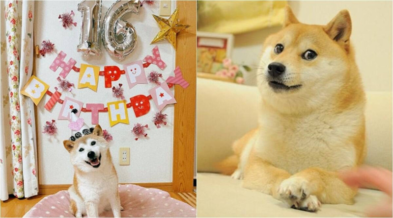 Doge - Tượng đài meme đình đám thế giới đang trong tình trạng nguy kịch