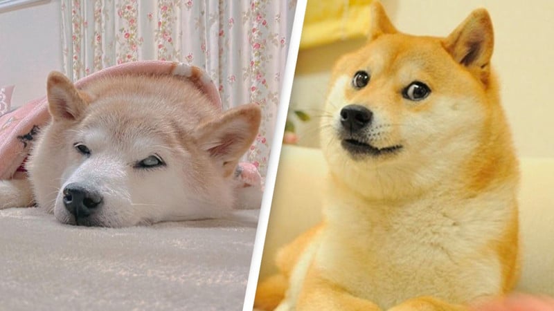 The eventful past life of the most meme-made dog in the world