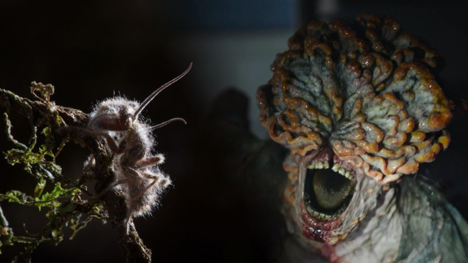 Sau The Last of Us, chúng ta sẽ không còn nhìn thấy nấm theo một cách thông thường nữa