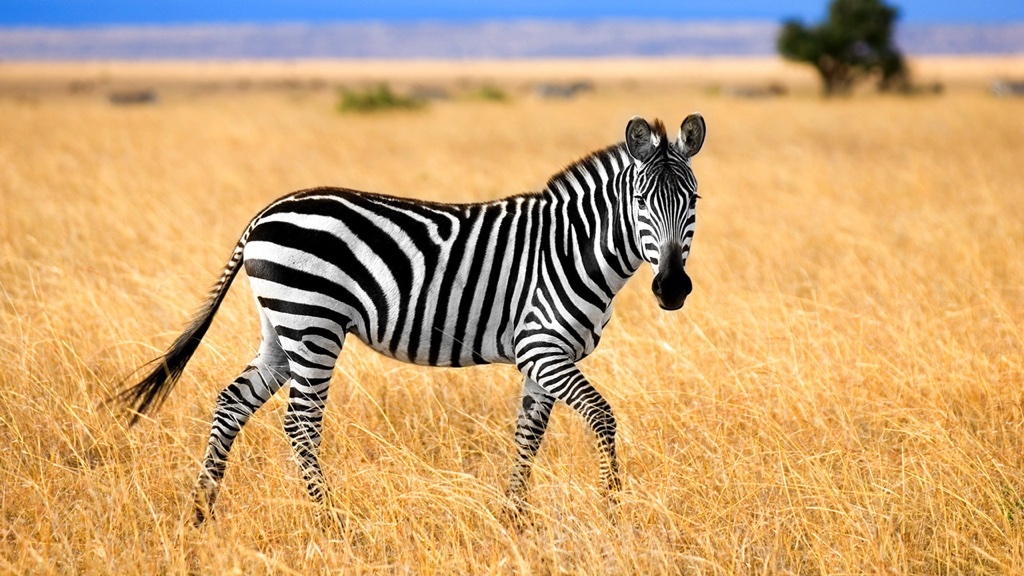 Tại sao ngừa vằn lại có sọc? 