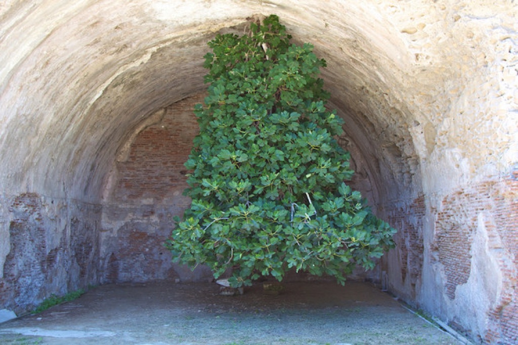 Khám phá cây vả "lộn ngược" tại Ý, thách thức cả quy luật tự nhiên  