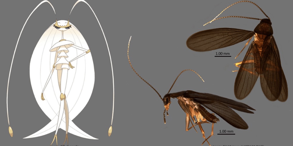 Phát hiện loài gián mới được đặt tên theo Pokémon