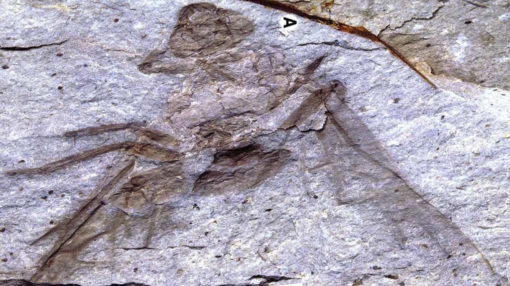 Phát hiện hóa thạch kiến "khổng lồ" cách đây 50 triệu năm, lý giải kích thước côn trùng thời tiền sử