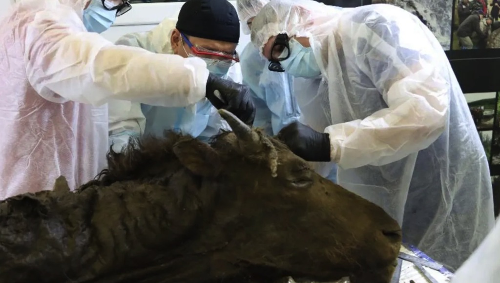 Các nhà khoa học Nga lên kế hoạch "hồi sinh" bò rừng cổ đại xuất hiện từ 9.000 năm trước 