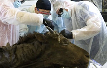 Các nhà khoa học Nga lên kế hoạch "hồi sinh" bò rừng cổ đại xuất hiện từ 9.000 năm trước 