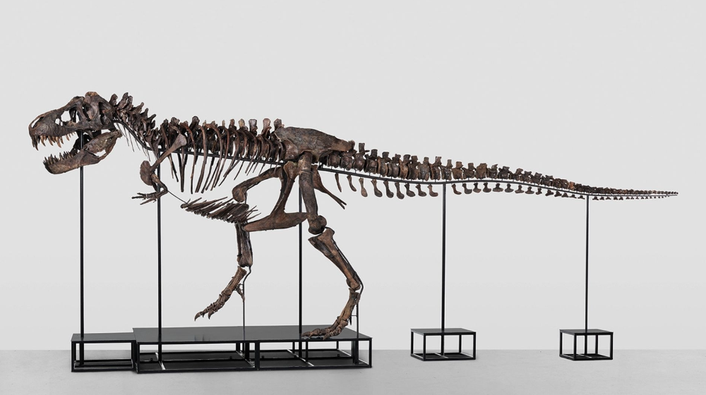 Bộ xương T-Rex hơn 67 triệu năm tuổi sắp được bán đấu giá vào tháng sau