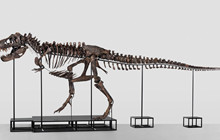 Bộ xương T-Rex hơn 67 triệu năm tuổi sắp được bán đấu giá vào tháng sau