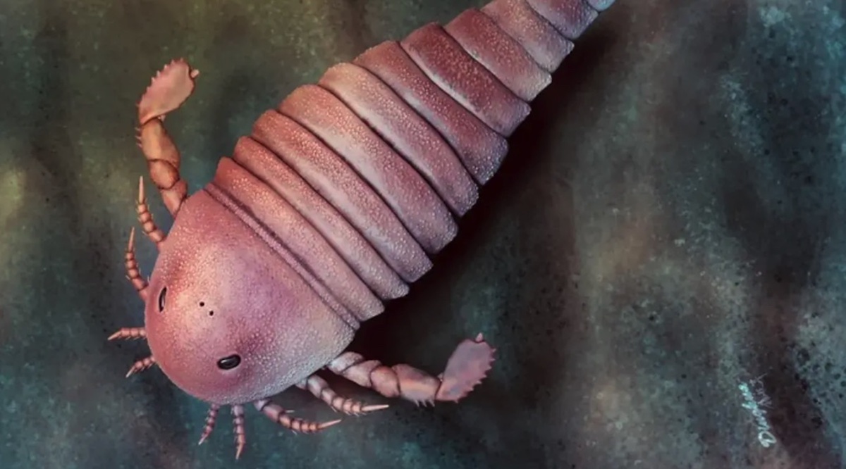 Phát hiện hoá thạch bọ biển cổ đại, 450 triệu năm tuổi tại Trung Quốc