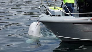 "Cá voi do thám" của Nga tiếp tục xuất hiện tại bờ biển Thuỳ Điển