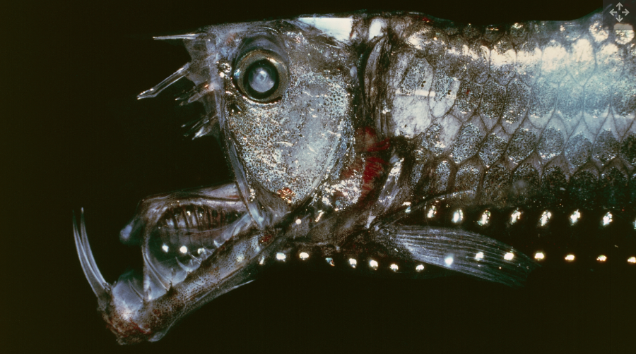 Tại sao các sinh vật có những đặc điểm kỳ dị lại ẩn sâu dưới đáy đại dương?