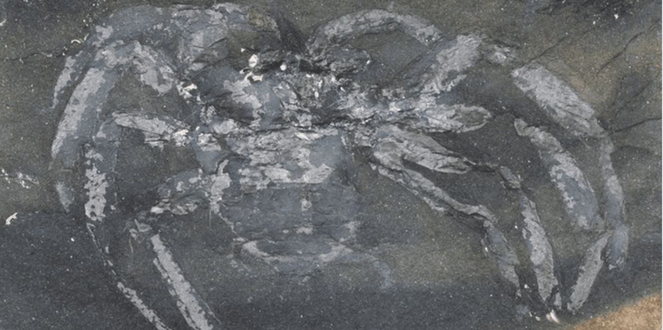 Phát hiện hoá thạch 310 triệu năm tuổi của loài nhện cổ đại tại Đức