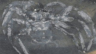 Phát hiện hoá thạch 310 triệu năm tuổi của loài nhện cổ đại tại Đức