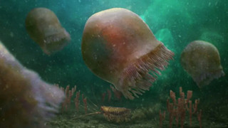 Phát hiện loài sứa cổ đại 505 triệu năm tuổi, có hình dáng như Medusa thần thoại