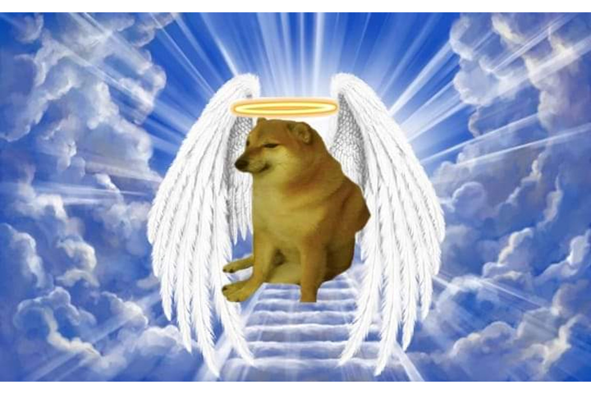Meme Cheems - Chú chó meme nổi tiếng khắp mạng xã hội đã qua đời