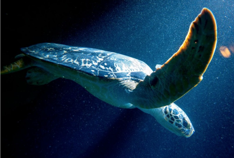 Mai rùa có thể lưu giữ "tàn tích" bom hạt nhân sau Chiến tranh Thế giới thứ II