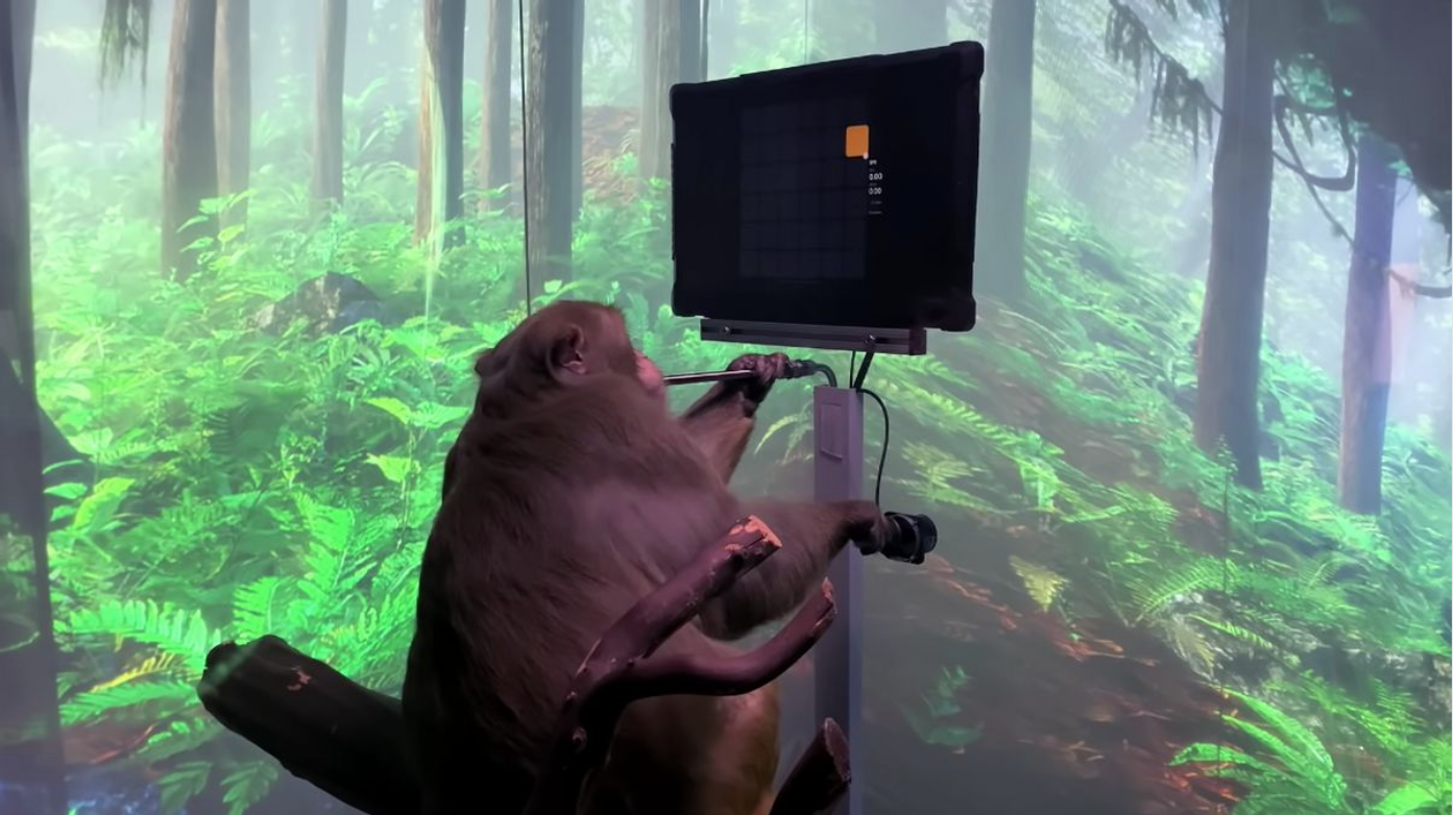 Mặt tối kinh hoàng đằng sau những thử nghiệm cấy ghép não lên khỉ của Elon Musk