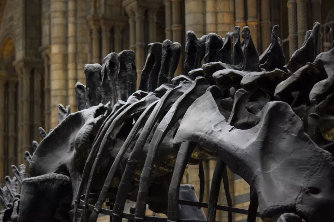 Nghiên cứu mới phát hiện mây bụi là nguyên nhân chính khiến mùa đông kéo dài 15 năm, xóa sổ loài khủng long