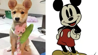 Trào lưu phẫu thuật tai Mickey cho thú cưng tại Trung Quốc gây tranh cãi
