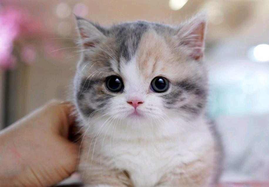 TOP những ngày kỷ niệm kỳ quặc nhất tại Nhật Bản