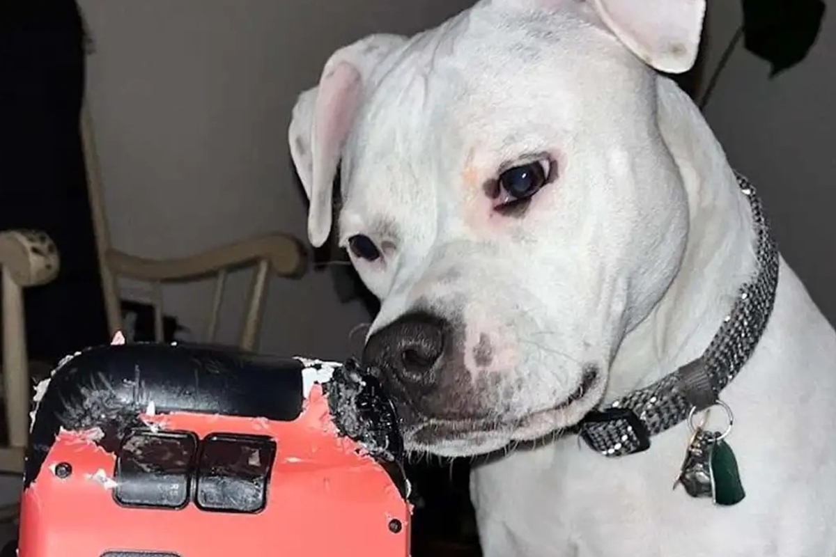 Bị cún cưng nắn nát chiếc máy chơi game, anh chàng đau lòng lên cầu cứu cộng đồng