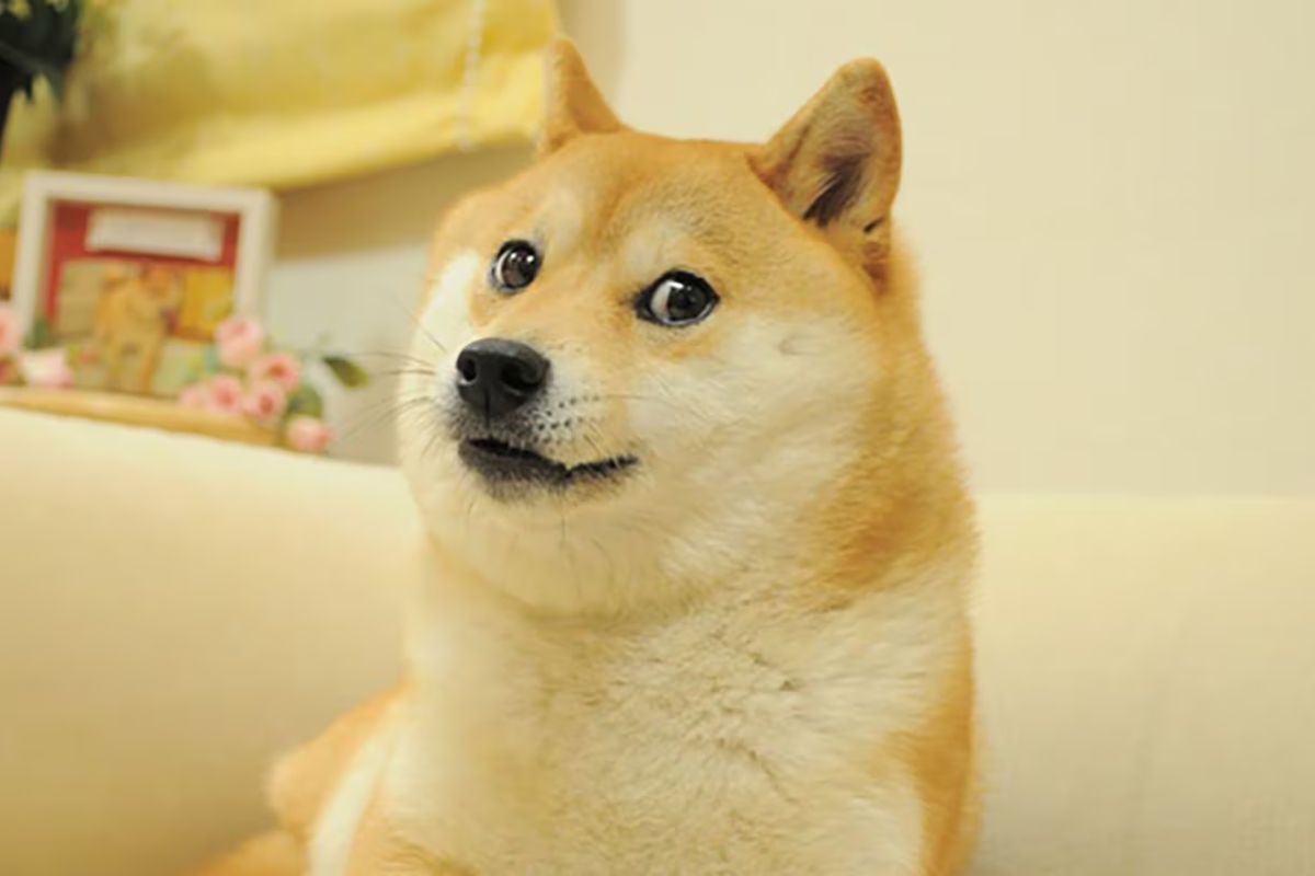 Doge - Chú Chó Shiba Huyền Thoại Của Làng Meme Thế Giới Đã Từ Giã Cõi Đời