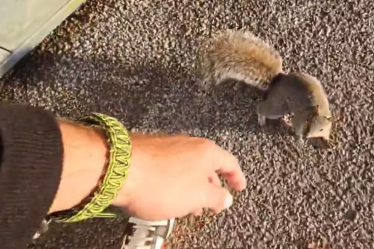 Nam Streamer Phải Tiêm Phòng Bệnh Dại Sau Khi Chơi Đùa Với Một Chú Sóc "Thân Thiện"