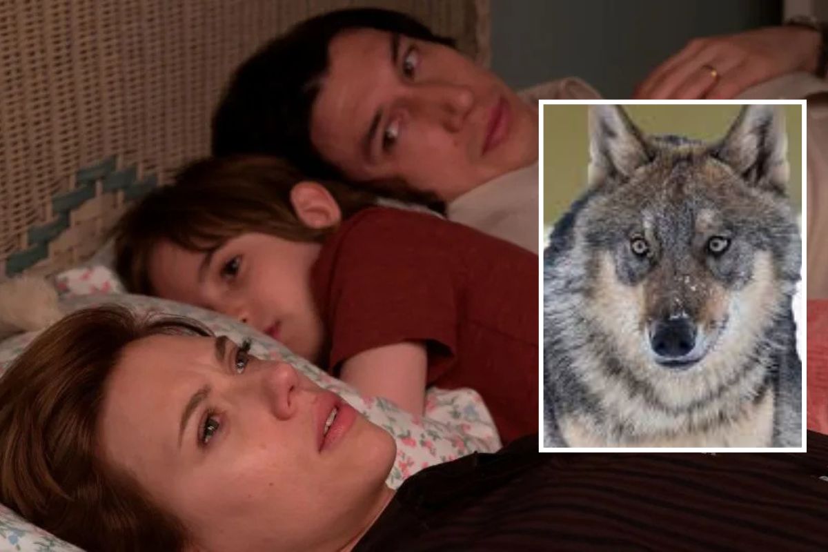 Tác Phẩm Được Đề Cử Giải Oscar  Marriage Story Bất Ngờ Trở Thành “Vũ Khí” Đuổi Sói 