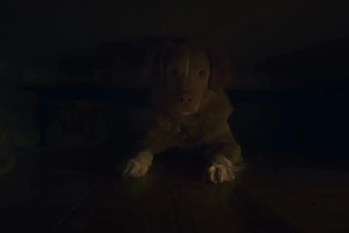 Good Boy Có Trailer Mới: Nhà Ma Qua Góc Nhìn Của Chú Chó